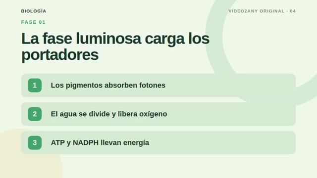 Cómo funciona la fotosíntesis — diapositivas de biología — slide 4