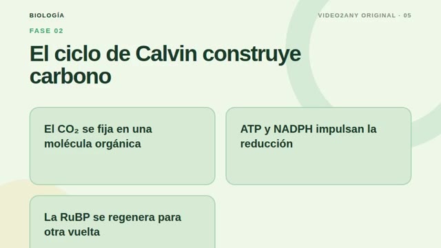Cómo funciona la fotosíntesis — diapositivas de biología — slide 5